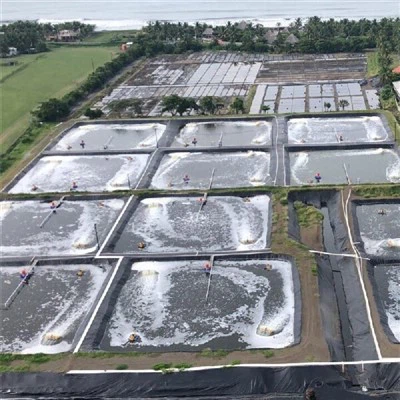 Shrimp Pond Liner